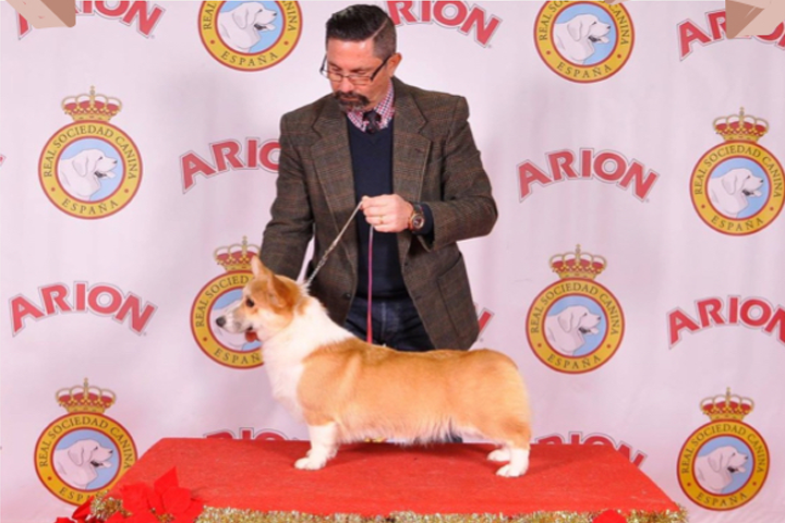 Welsh Corgi Pembroke